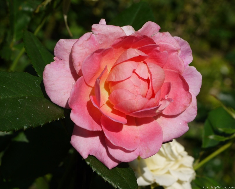 'Simone de Vogüé ®' rose photo