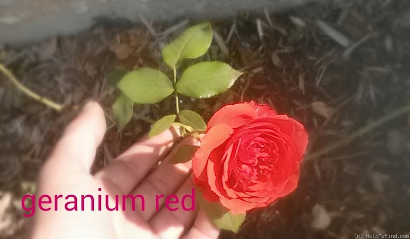'Geranium Red' rose photo