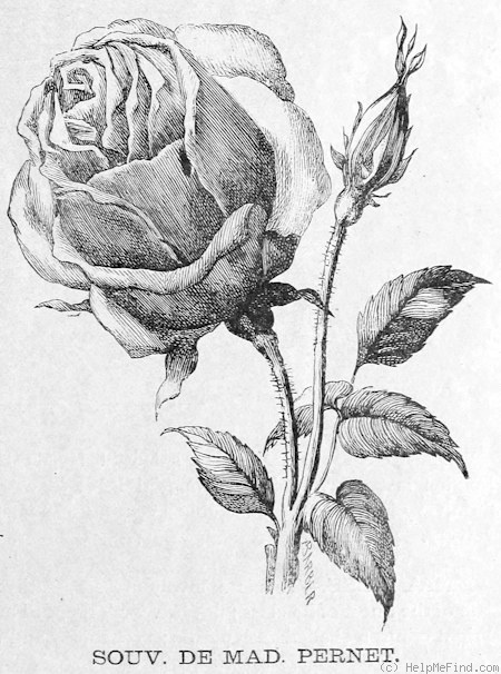 'Souvenir de Madame Pernet' rose photo