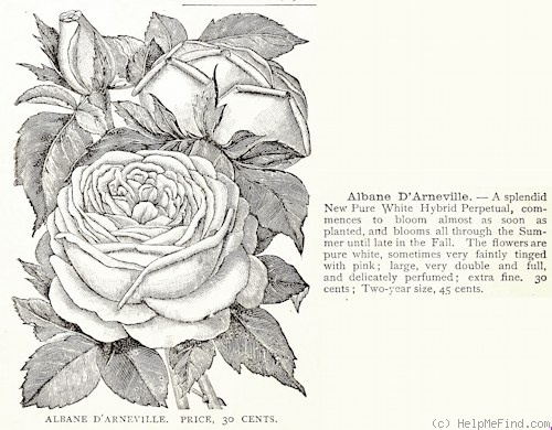 'Albane d'Arneville' rose photo