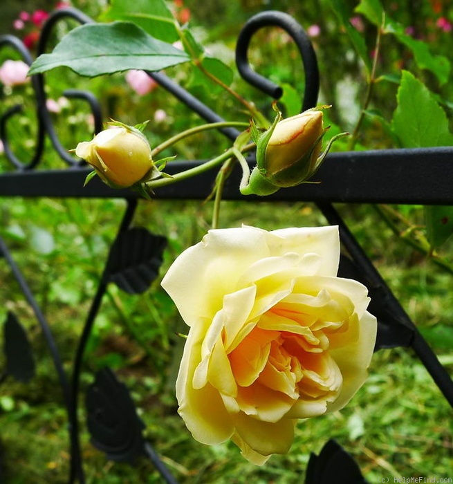'Jenny Wren' rose photo