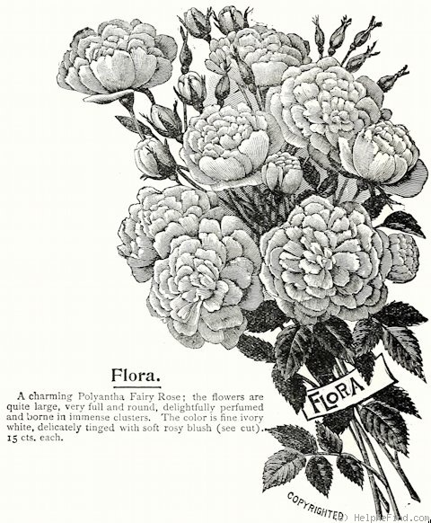 'Flora (hybrid multiflora, Schwartz, 1888)' rose photo