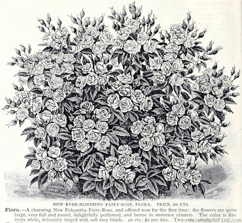 'Flora (hybrid multiflora, Schwartz, 1888)' rose photo