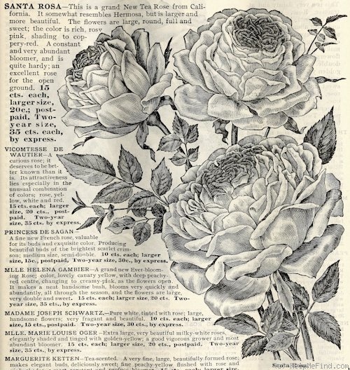 'Santa Rosa (Hybrid Bourbon, Burbank, 1899)' rose photo
