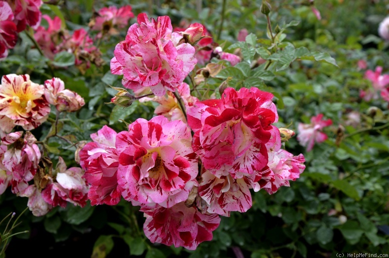 'Anjou Velo Vintage ®' rose photo