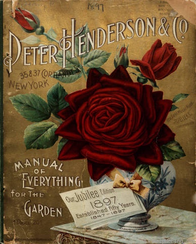 'Jubilee (hybrid perpetual, Walsh, 1897)' rose photo