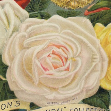 'Admiral Dewey (hybrid tea, Taylor, 1894)' rose photo