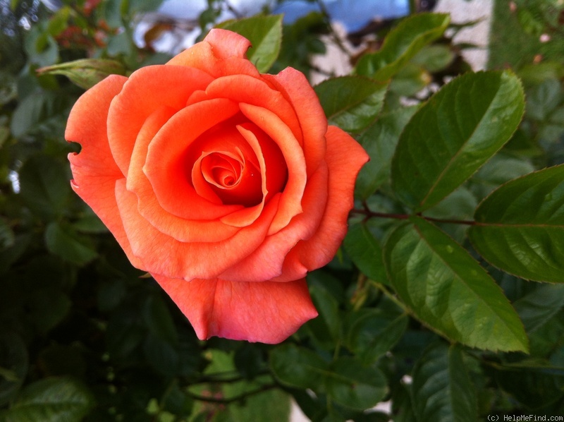 'CHEwbabaluv' rose photo