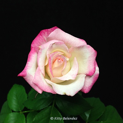'Sandy's Pick' rose photo