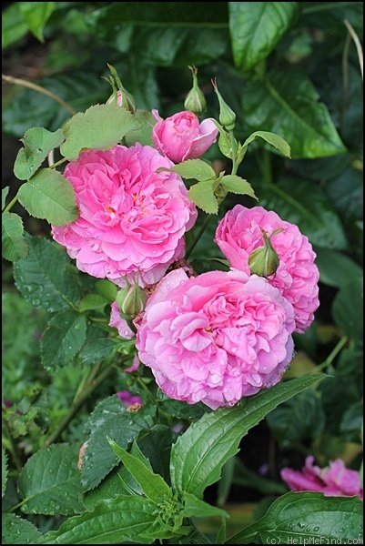 'England's Rose (shrub, Austin before 2009)' rose photo