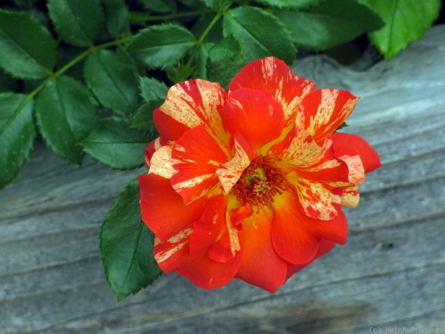 'Alfred Sisley ™' rose photo