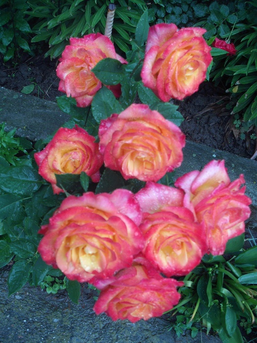 'Alinka (hybrid tea, Kordes, 1985)' rose photo