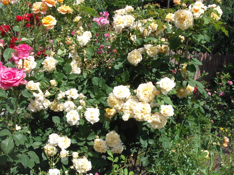 'Caramella ™ (shrub, Kordes before 2000)' rose photo