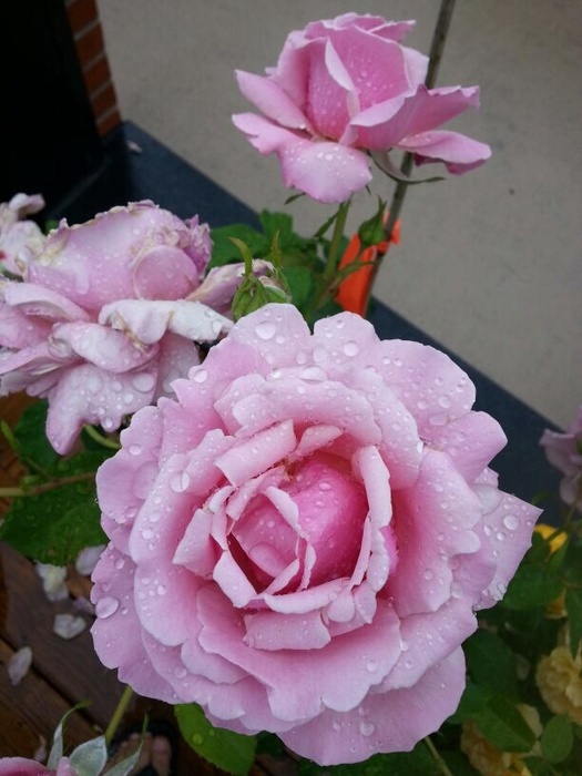 'Memorial Day ™' rose photo