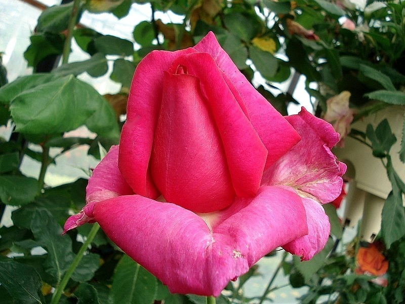 'XXL ®' rose photo