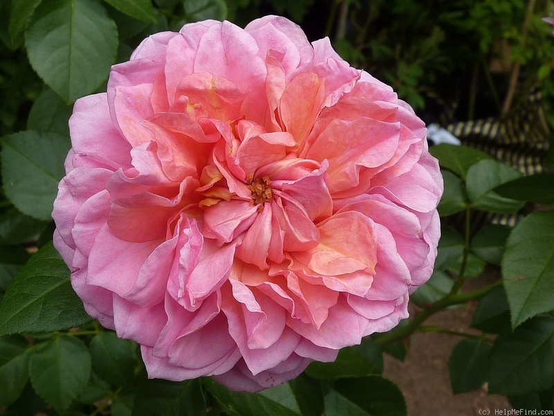 'Pippin' rose photo