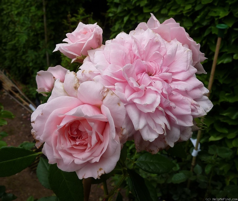 'Dunham Massey' rose photo