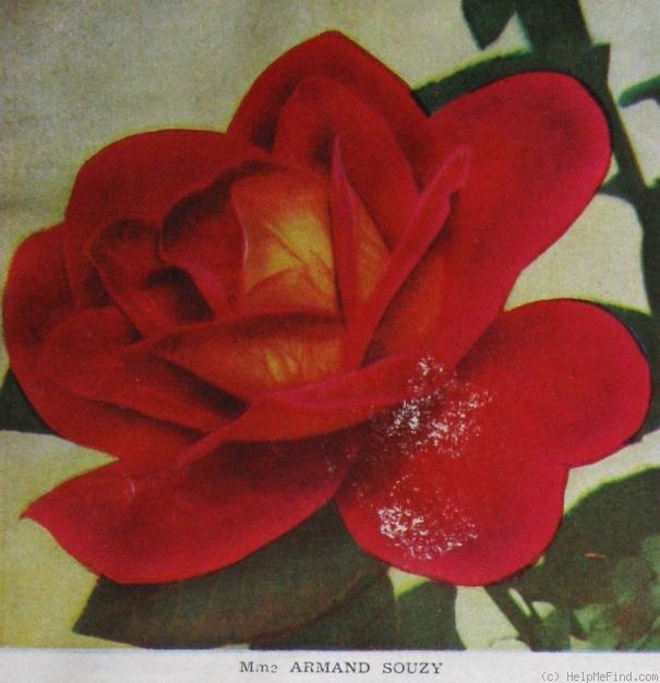 'Madame A. Souzy' rose photo