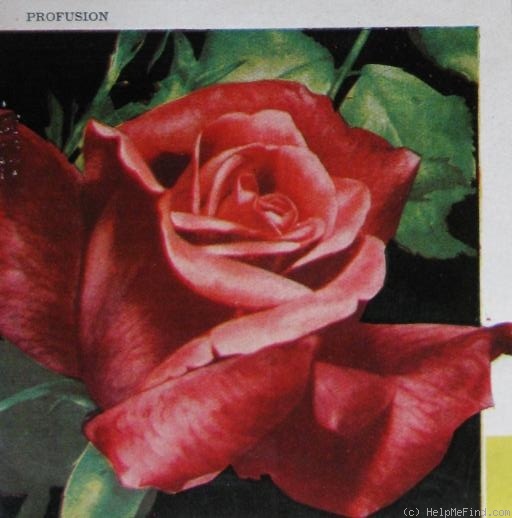 'Profusion (hybrid tea, Meilland, 1944)' rose photo