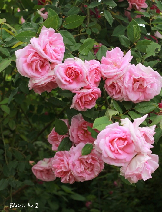 'Blairii No. 2' rose photo