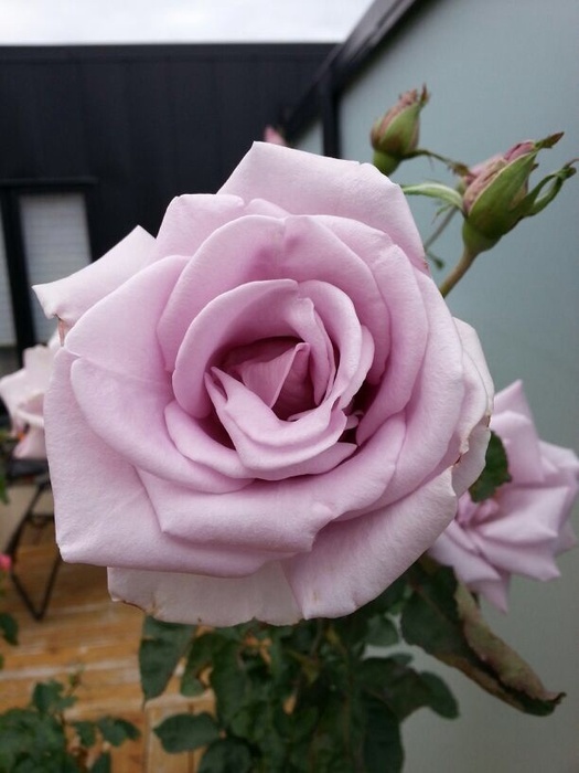 'Sterling Silver (Hybrid Tea, Fisher, 1957)' rose photo