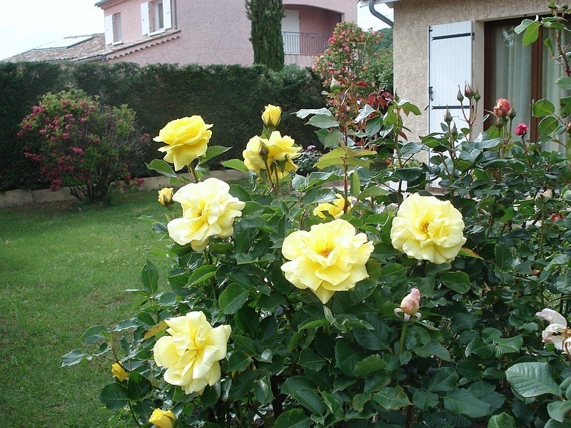 'Friesia (floribunda, Kordes, 1973)' rose photo