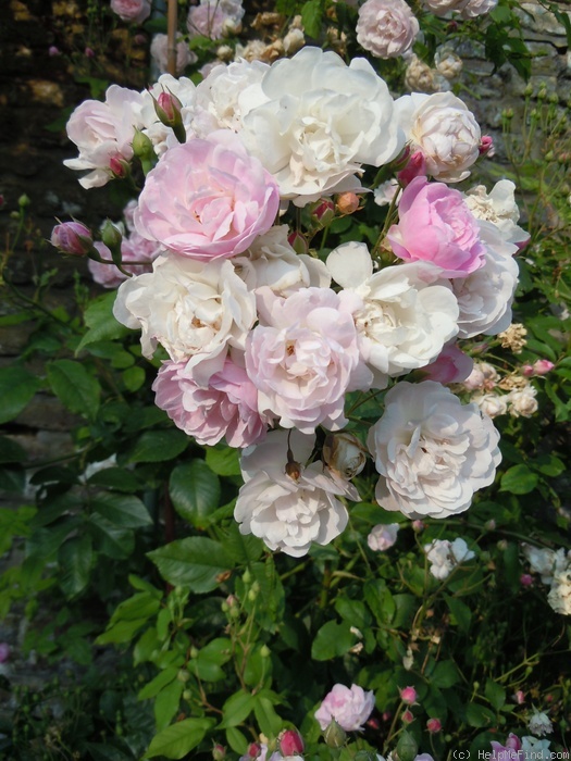 'Blush Noisette' rose photo