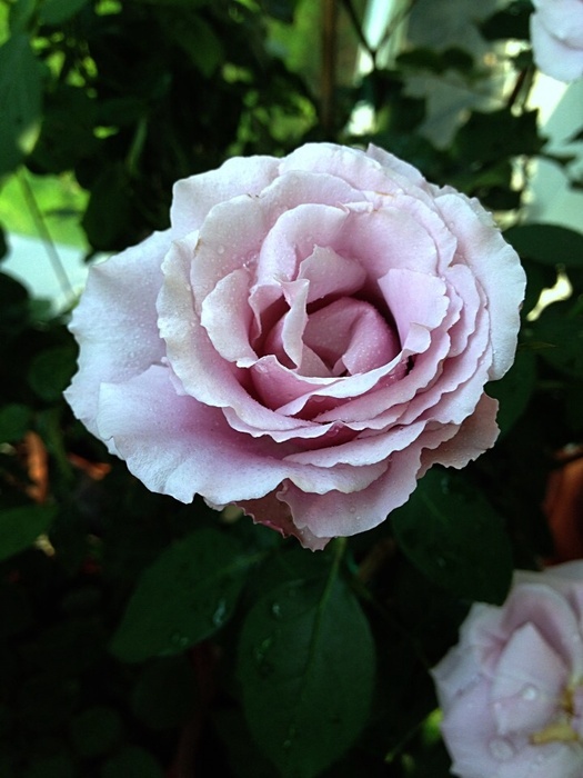 'Blue Nile ®' rose photo