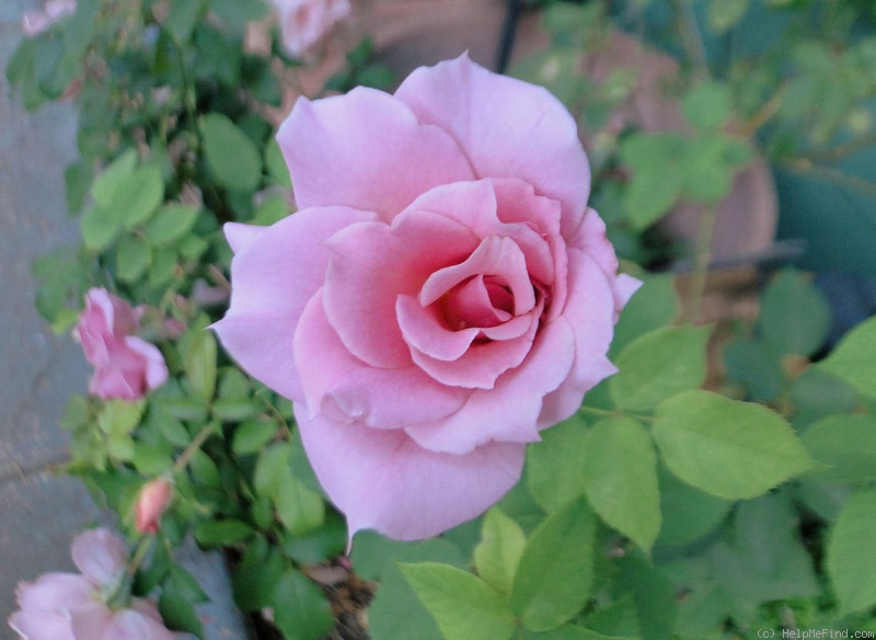 'Picture' rose photo