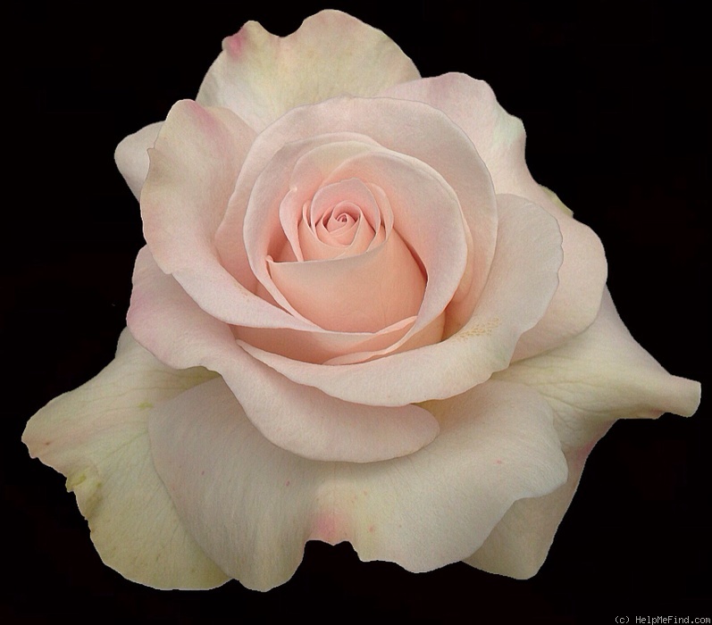 'Dona Martin' rose photo