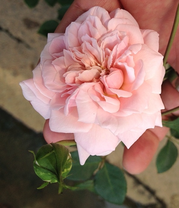 'Souvenir de la Malmaison' rose photo