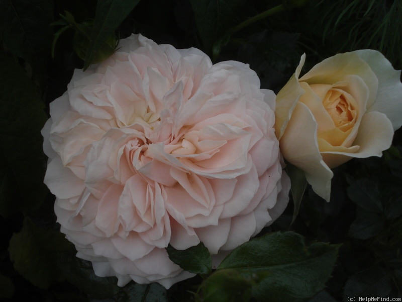 'Garden of Roses ®' rose photo