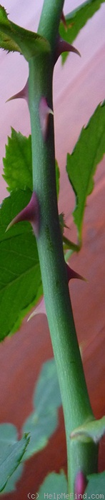 'Rêve Abricot' rose photo
