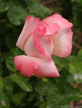 'Adios Enriqueta' rose photo