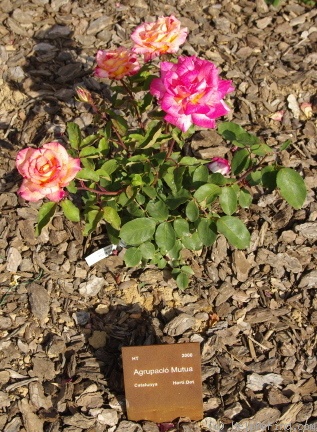 'Agrupació Mutua' rose photo