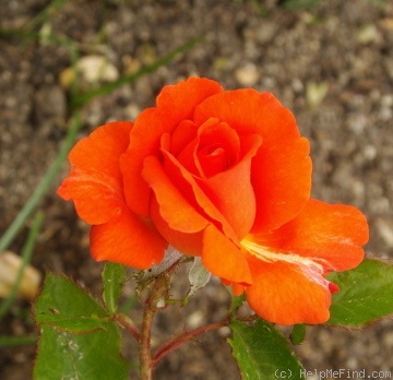 'FEgesa' rose photo