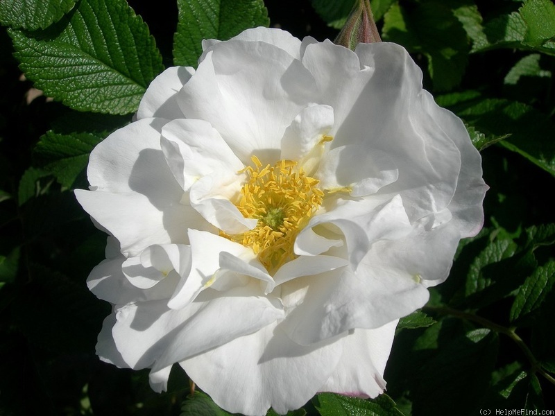 'Agnès Sorel ®' rose photo