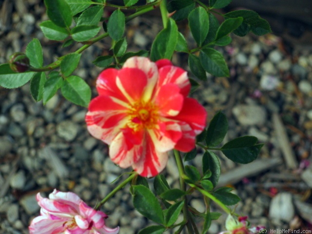 'Striped Delight' rose photo
