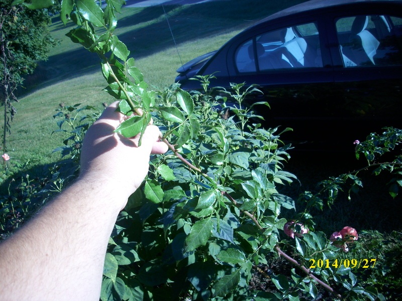 'Chris in West Virginia'  photo