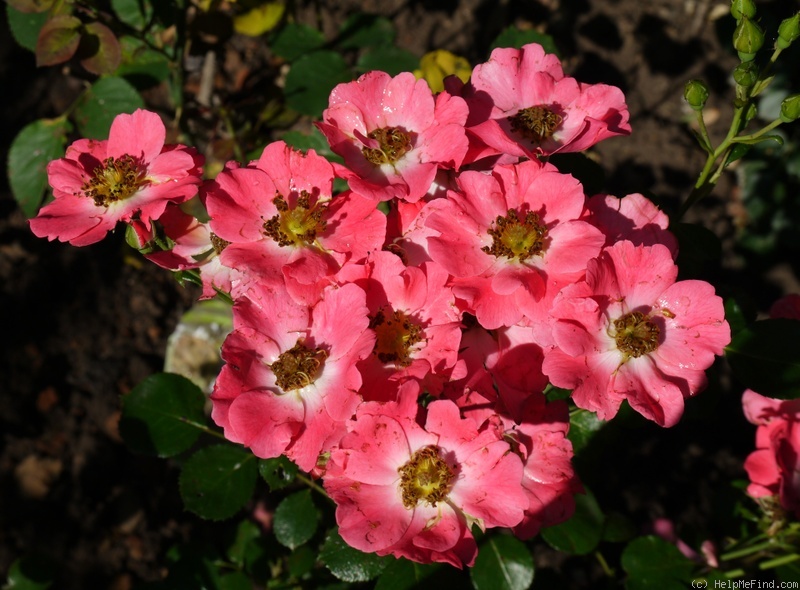 'Pretty Girl (shrub, Meilland 2008)' rose photo