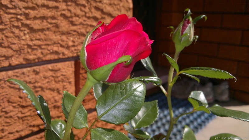 'Alicante' rose photo