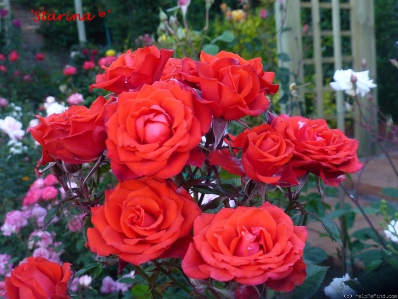 'Starina ®' rose photo