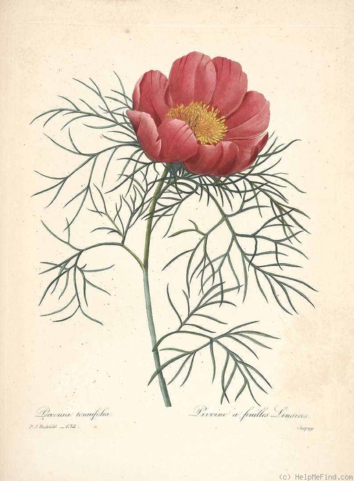 'P. tenuifolia' peony photo