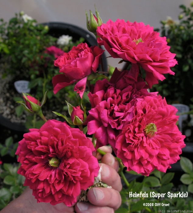 'Heinfels' rose photo