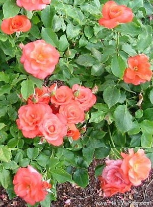 'First Edition' rose photo