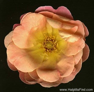 'Q15-01' rose photo