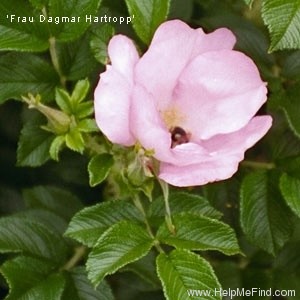 'Frau Dagmar Hastrup' rose photo