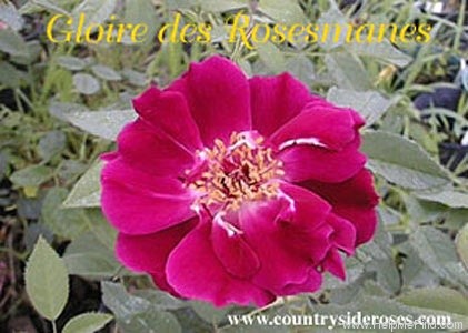 'Gloire des Rosomanes' rose photo