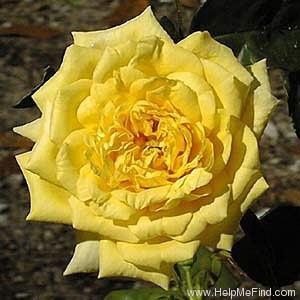 'Goldilocks (floribunda, Boerner, 1945)' rose photo