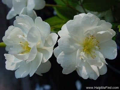 'Gourmet Popcorn' rose photo